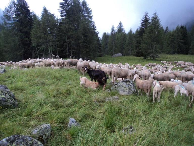 Gregge di pecore - Escursione La Montagna Racconta