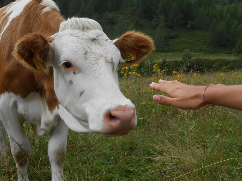 incontro ravvicinato con una mucca a Malga Montalon