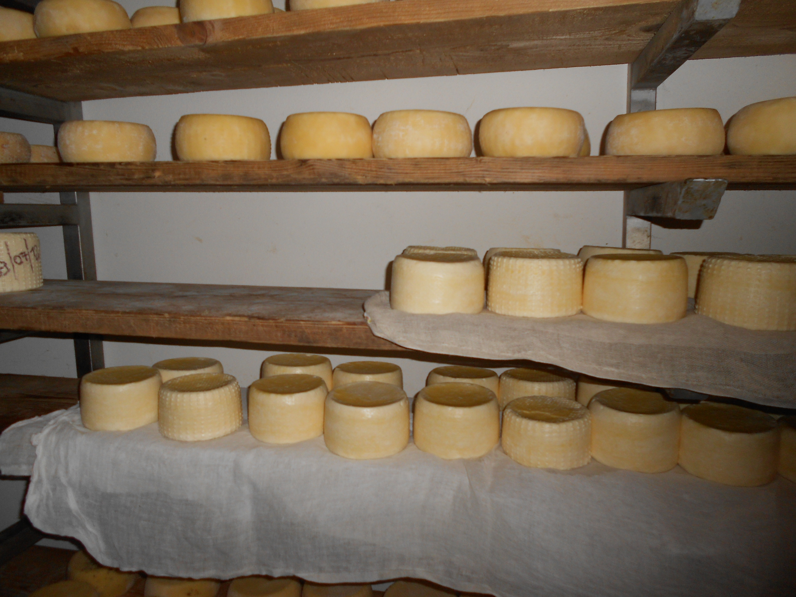il formaggio di malga - Adotta una Mucca